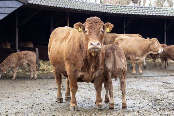 Brown French Limousin cow seen from the front, calf next to her - 写真・画像