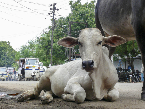 Vacca bianca di vitello, in India, sdraiata a suo agio per strada, grandi orecchie
  - Foto, immagini