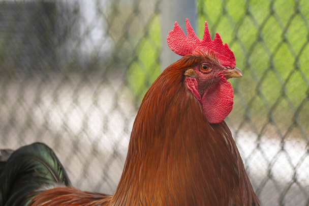 Galo atrevido em um galinheiro, pente vermelho e nódulos
 - Foto, Imagem
