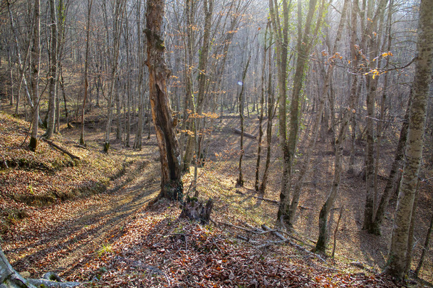 Beautiful landscape of a forest in autumn in a national park. - Fotografie, Obrázek