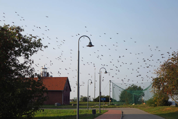 Birds migration in Vente - Photo, Image