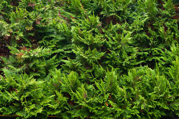 Green christmas natural background. Closeup of a branch of the thuja occidentalis. - Photo, Image