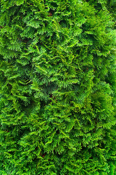 Green christmas background. Closeup of a branch of the thuja occidentalis.  - Photo, Image