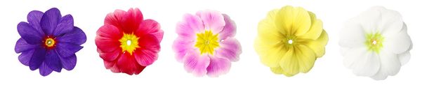 Изолированные первоцветы в ряд
 - Фото, изображение