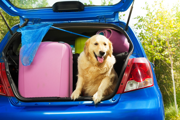 psy a zavazadla jít na výlet - Fotografie, Obrázek