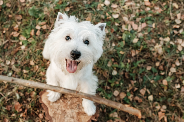 Portrait of One West Highland White Terrier in the Park - Photo, Image