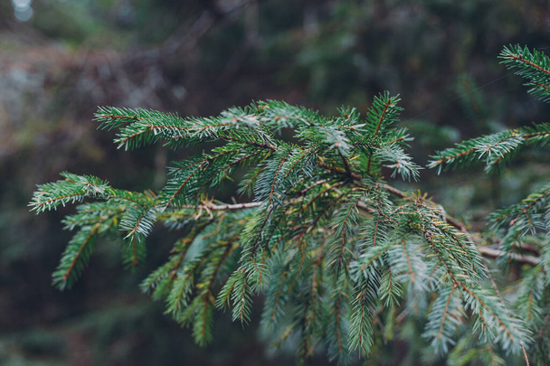 Christmas Background with green pine tree brunch close up. Beautiful branch of spruce with needles - Photo, Image