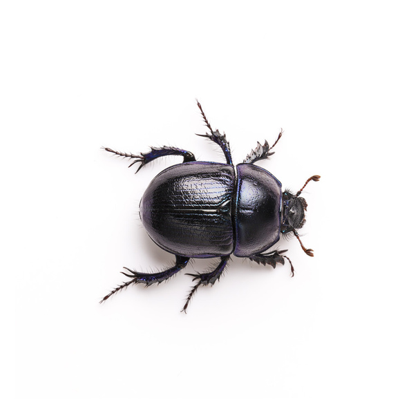 Escarabajo de estiércol escarabajo afortunado escarabajo negro insecto plagas control plagas escarabajo leñador
 - Foto, imagen