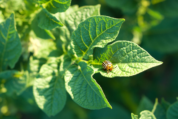 Colorado potato beetle (Leptinotarsa decemlineata) - Photo, Image