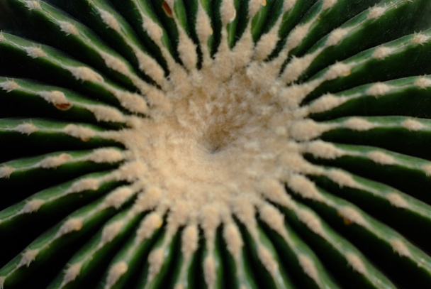 Vista superior de Ferocactus latipinus
 - Foto, Imagem
