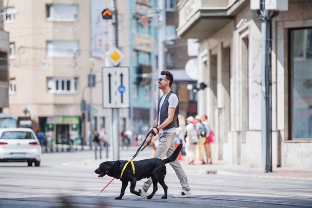 Young blind man with white cane and guide dog walking across street in city. - 写真・画像