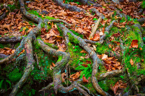 anstract ρίζες δέντρων σε πράσινα βρύα και φύλλα φθινοπώρου - Φωτογραφία, εικόνα