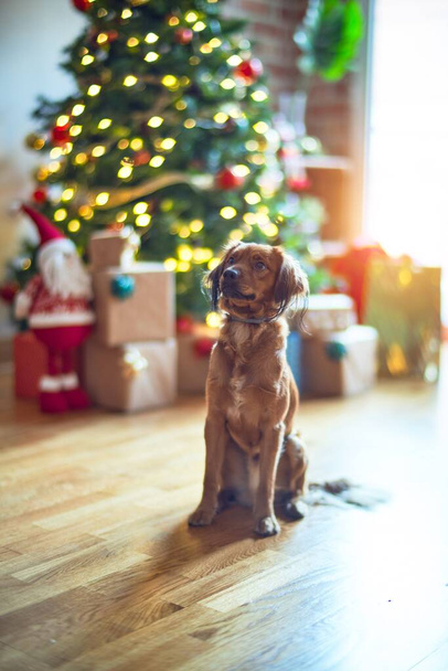 Schattige hond rond kerstboom thuis - Foto, afbeelding