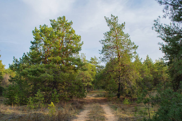 Road in forest in autumn. Coniferous forest Landscape. Nature background. - Valokuva, kuva