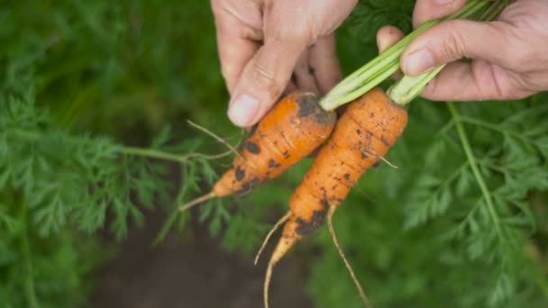 Fresh carrots in men hands. Carrots with Tops. - Footage, Video