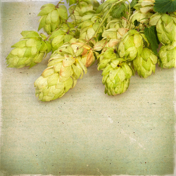 Ripe hop cones. Vintage background with texture of paper. - Photo, Image