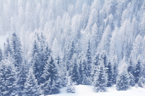 Winter mountain forest in Soelden - 写真・画像
