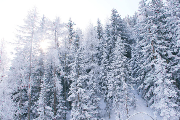 Winter mountain forest in Soelden - Fotoğraf, Görsel