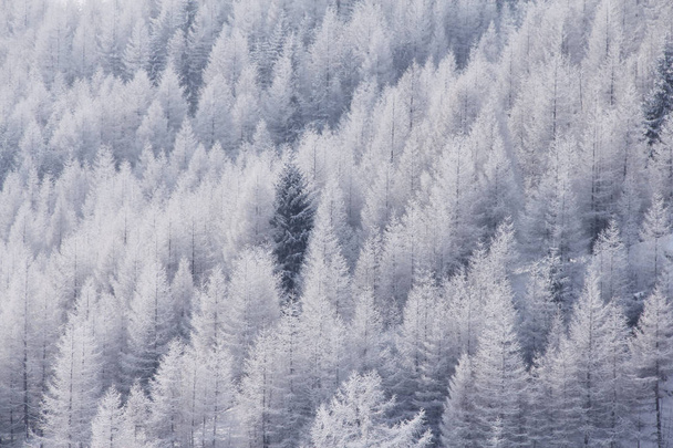 Winter mountain forest in Soelden - Fotoğraf, Görsel
