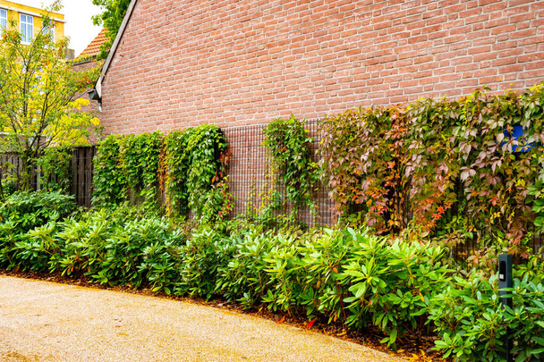 Fasada murowana ceglana pokryta przerośniętą rośliną pnącza. - Zdjęcie, obraz
