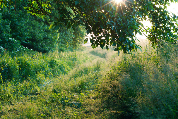 yemyeşil ağaçlar arasında kırsal yol - Fotoğraf, Görsel
