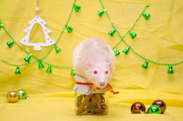 weiße Ratte mit niedlichen Ohren und roten Augen sitzen auf einem Neujahrsgeschenkglas auf gelbem Hintergrund mit Weihnachtsbaum, Kugeln und Glocken - Foto, Bild