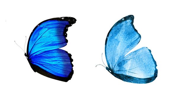 Δύο φυσικές πεταλούδες και υδατογραφίες απομονωμένες σε λευκό φόντο - Φωτογραφία, εικόνα
