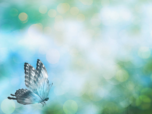 蝶のバレンタインデーの背景 - 写真・画像