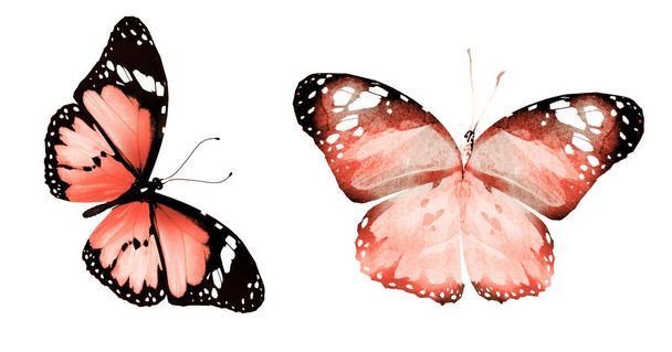 Két természetes és akvarell pillangók elszigetelt fehér alapon - Fotó, kép