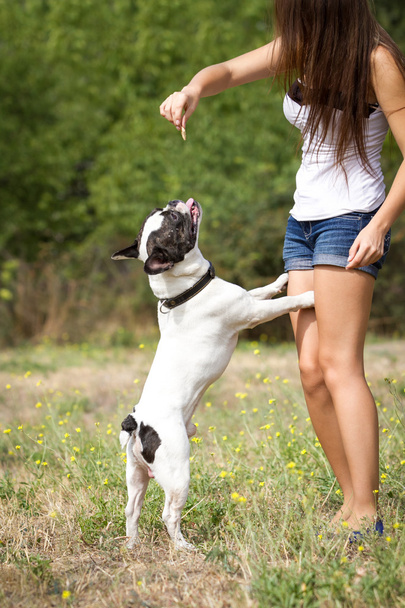 Bulldog jumping for food - Фото, зображення