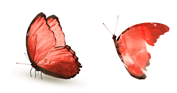 Dva přírodní a akvarel motýli izolované na bílém pozadí - Fotografie, Obrázek