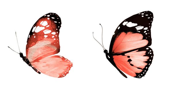 Duas borboletas naturais e aquarela isoladas em fundo branco
 - Foto, Imagem