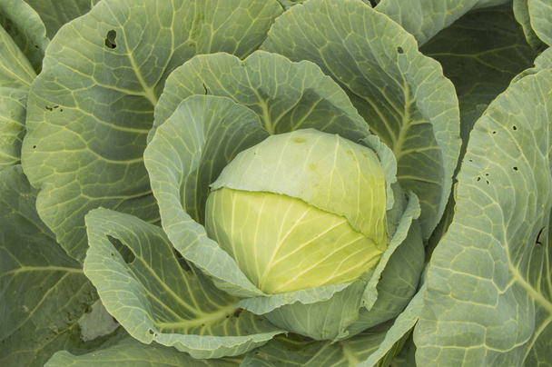 Une tête de chou poussant dans le jardin, le concept de récolte de légumes biologiques, vue de dessus, gros plan - Photo, image