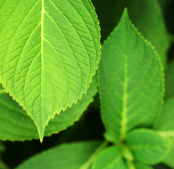 Green leaf close up - Photo, image