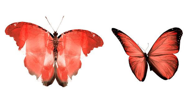 Due farfalle naturali e acquerello isolate su sfondo bianco
 - Foto, immagini