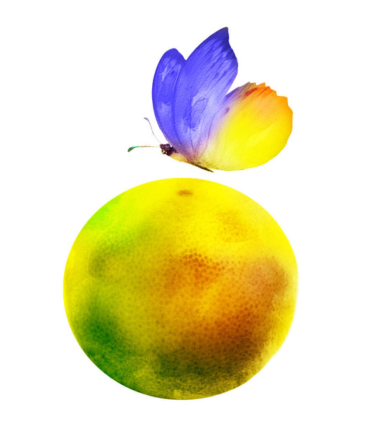 Watercolor citrus with butterfly - Foto, afbeelding