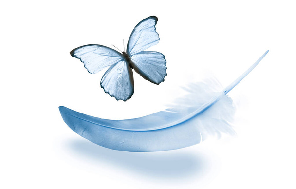 Gyönyörű színes toll és pillangó elszigetelt fehér háttér - Fotó, kép