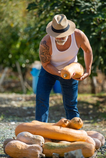 Ο άνθρωπος μαζεύει μεγάλη κολοκύθα από το χωράφι. Διασχισμένο, στον κήπο. Ο άνθρωπος μαζεύει μεγάλη κολοκύθα από το χωράφι. Φρέσκια συγκομιδή μήλων. Εποχιακή δραστηριότητα χόμπι - Φωτογραφία, εικόνα
