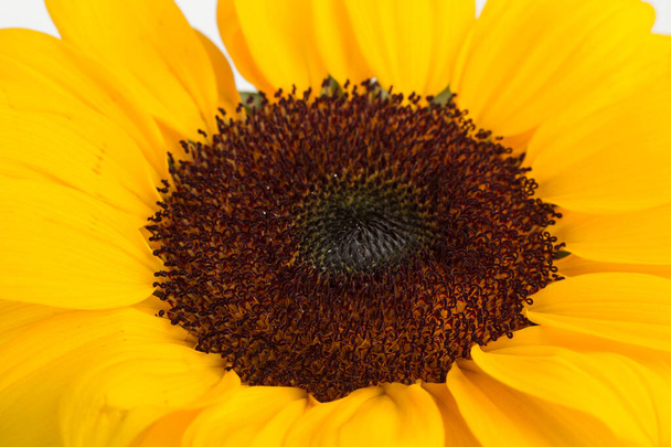 Een zonnebloem in een close-up uitzicht - Foto, afbeelding