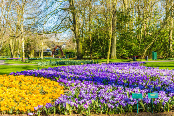 Krásný výhled na park se žlutými a fialovými tulipány - Fotografie, Obrázek