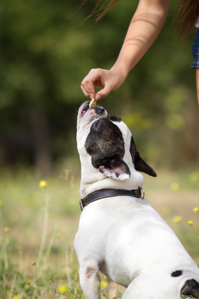 yemek için atlama bulldog - Fotoğraf, Görsel
