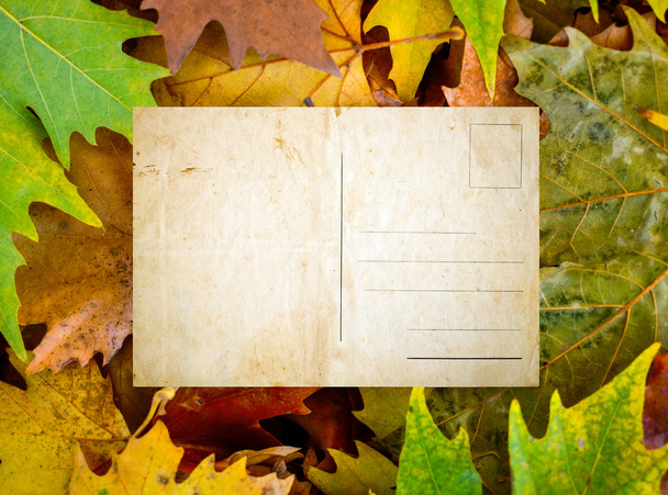 Empty vintage postcard against maple leaves - Foto, Imagem