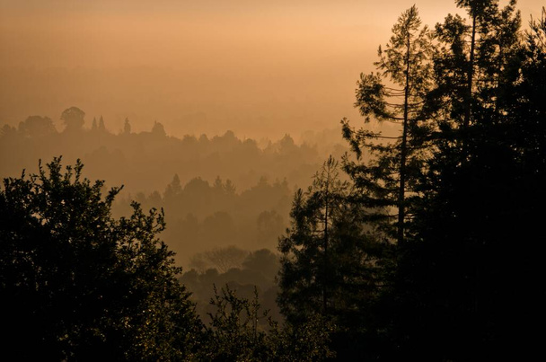 Beautiful shot of trees on the Mountain Diablo with a foggy background - Foto, imagen