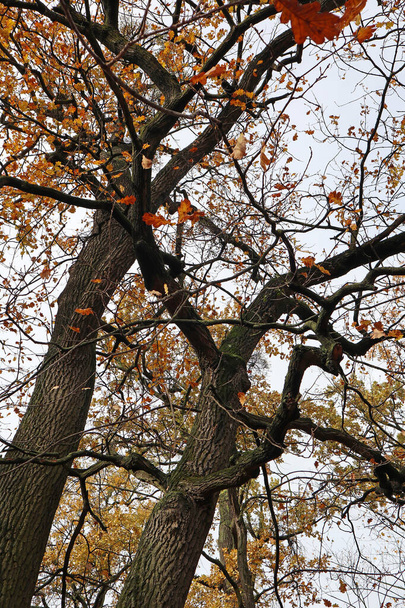 troncs d'arbres dans les bois en automne
 - Photo, image