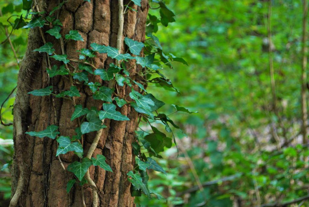 tree trunk with vines and ivy - Photo, image