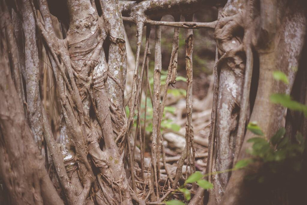 Closeup shot of tree roots with a blurred background - Foto, Imagen
