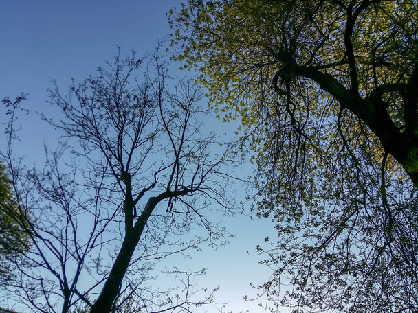 Dwa drzewa, jedno z liśćmi, a drugie bez i niebieskie niebo w tle - Zdjęcie, obraz
