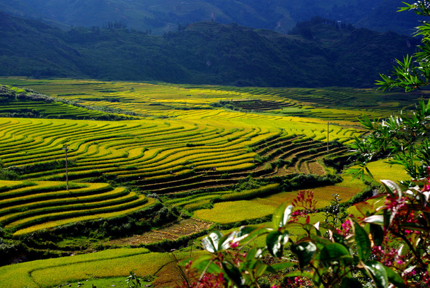 terasa rýžových polí v sapa, severně od Vietnamu - Fotografie, Obrázek
