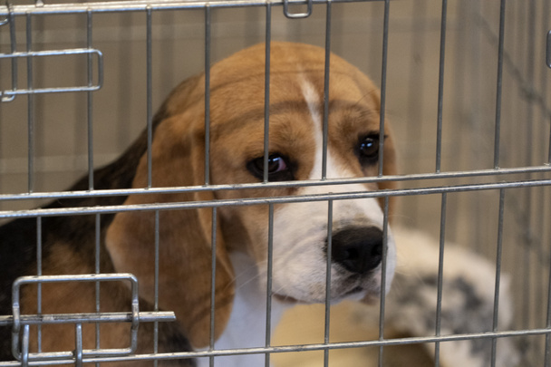 esperimento Beagle cane in una gabbia
 - Foto, immagini