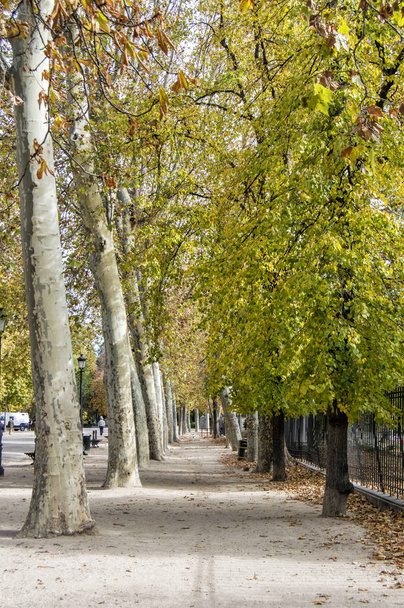 path with trees in autumn in the Retiro Park in Madrid. Spain - Foto, immagini